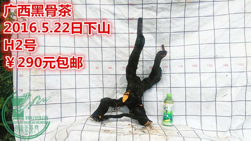 IMG_20160522_174451_.jpg