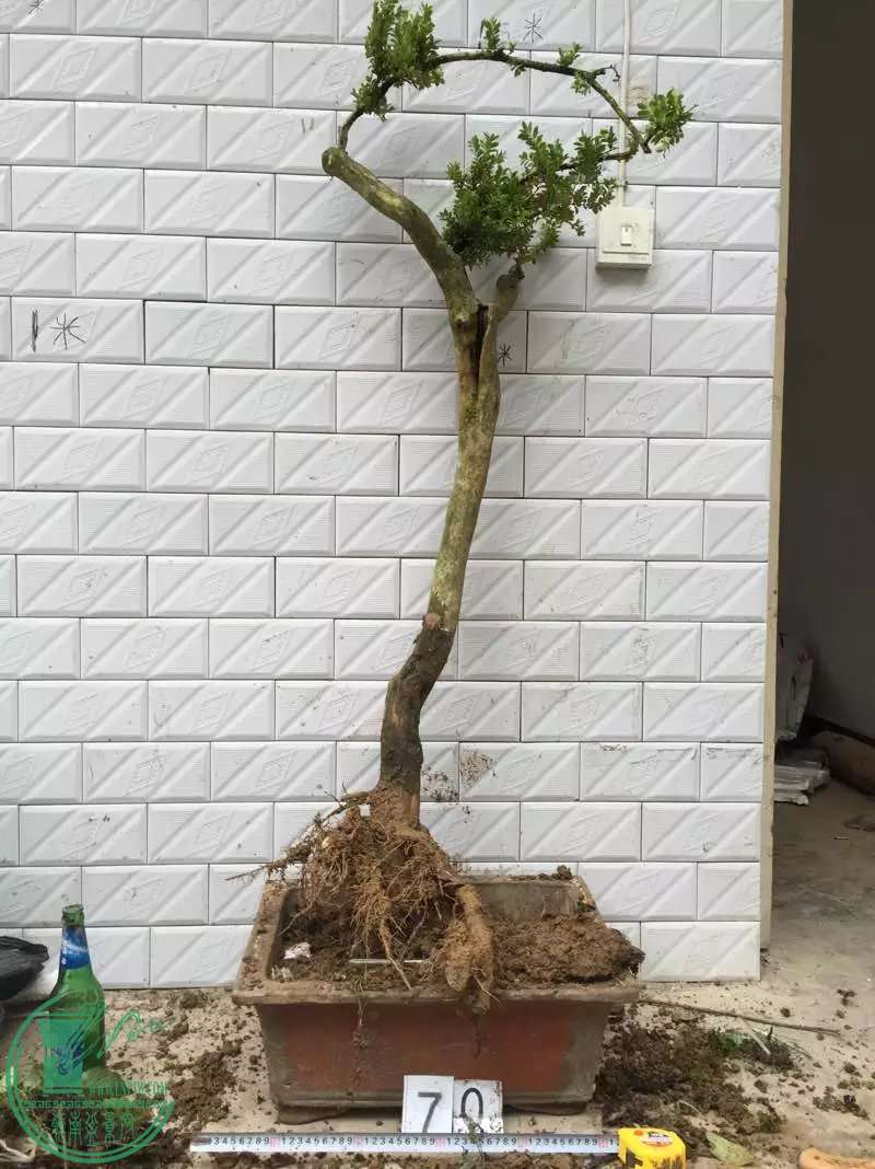 70a.jpg