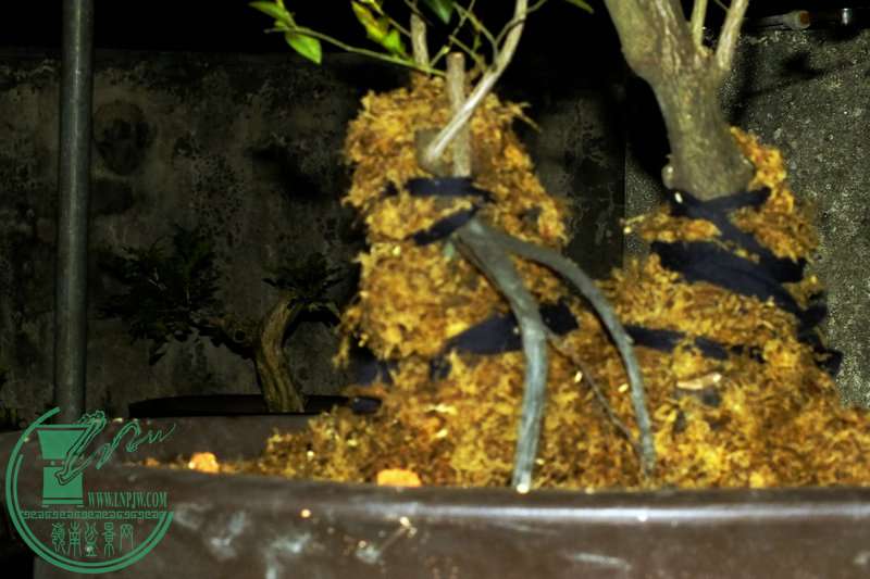 DSCF2870.JPG