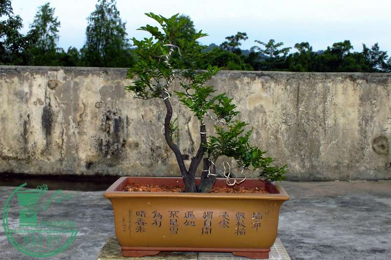 DSCF2873.JPG