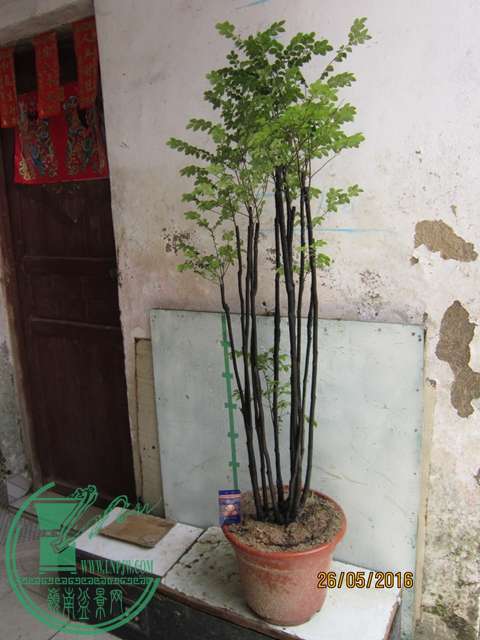 IMG_0020.JPG