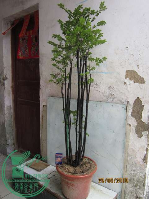 IMG_0021.JPG