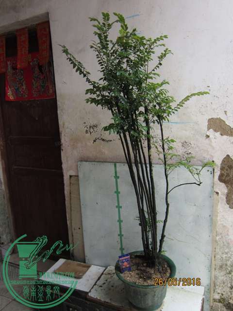 IMG_0026.JPG