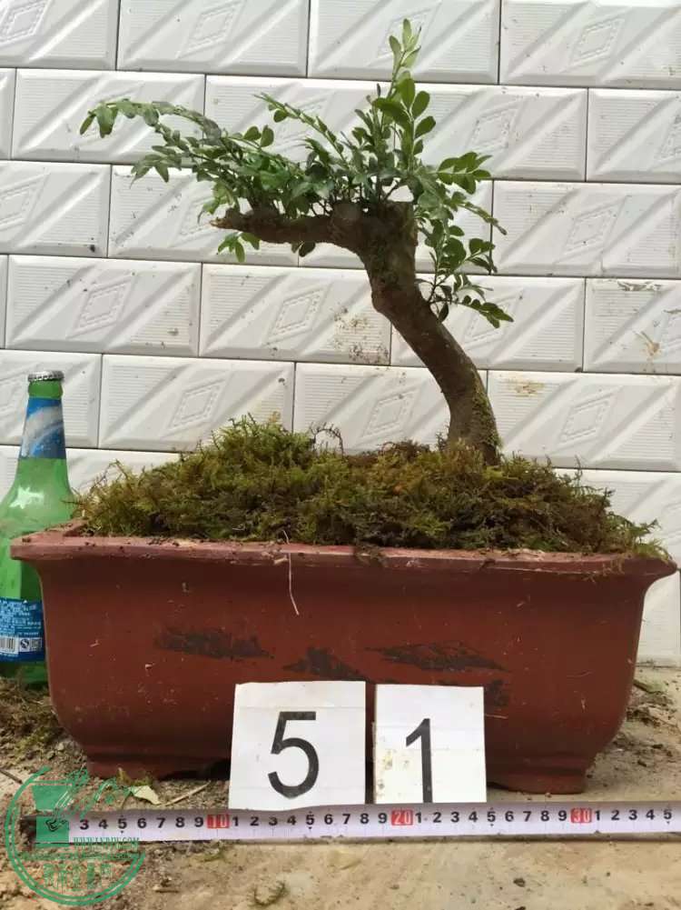 51.jpg