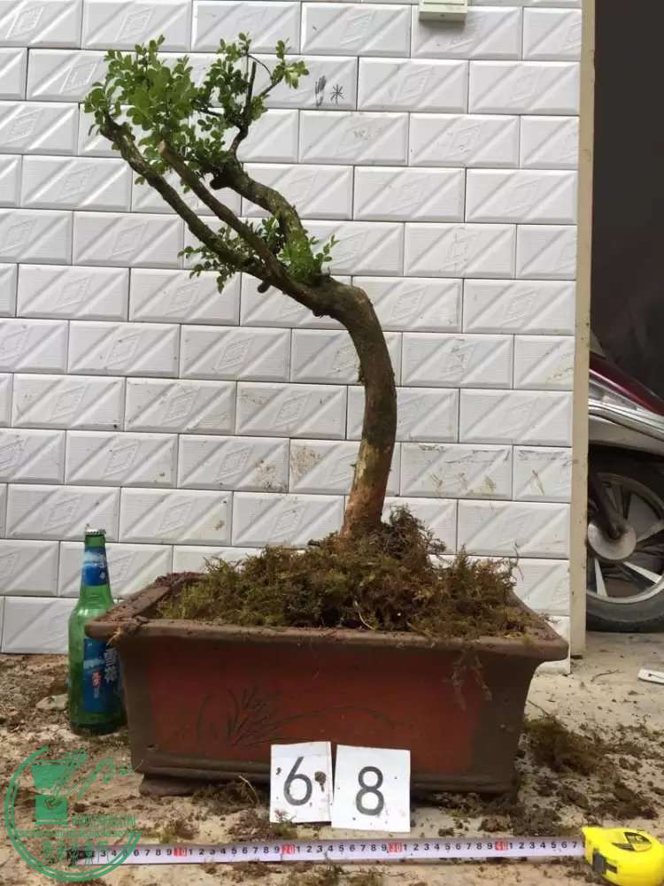 68.jpg