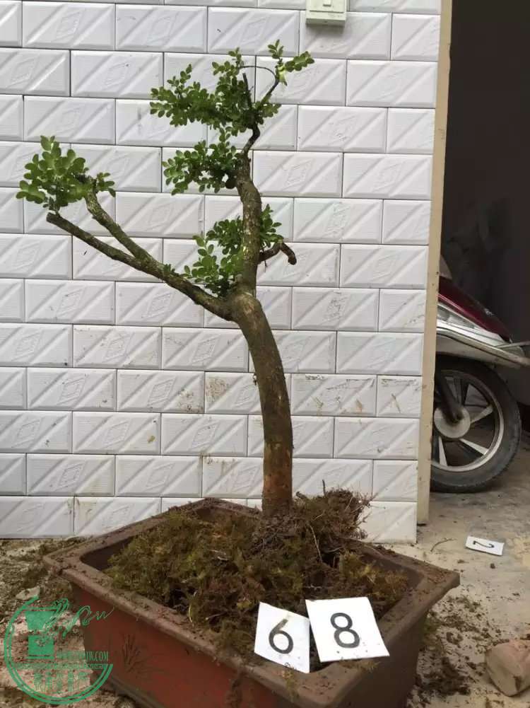 68t.jpg