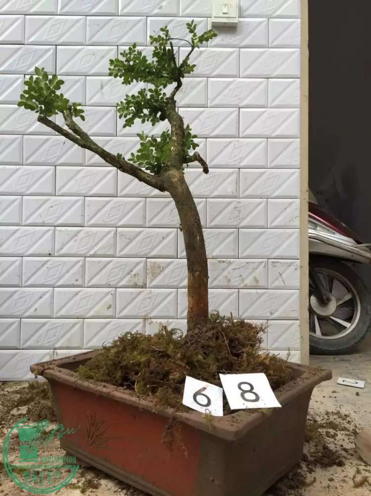 68y.jpg