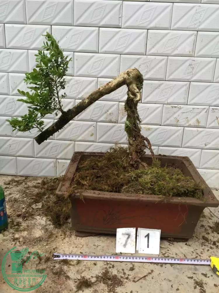 71.jpg