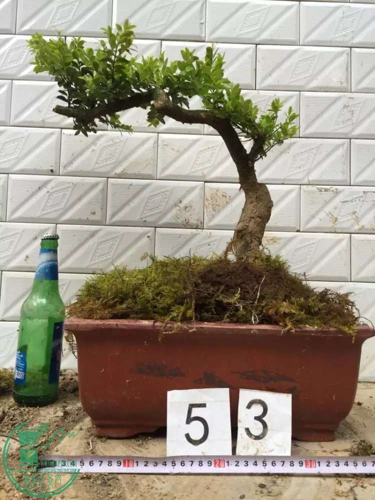 53.jpg