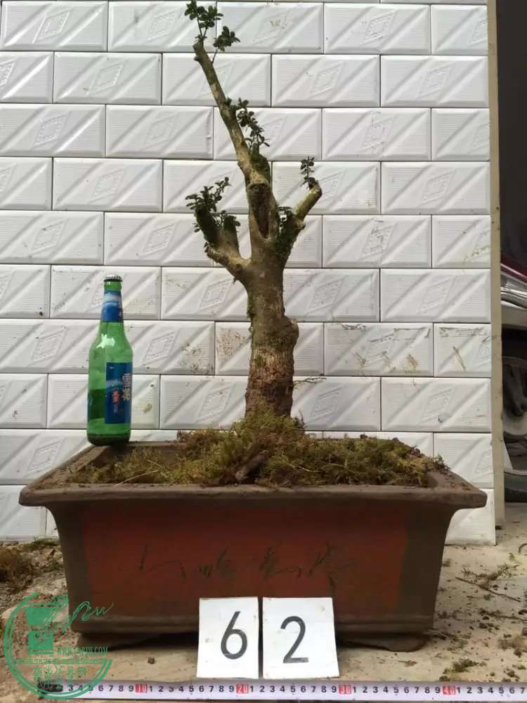 62.jpg