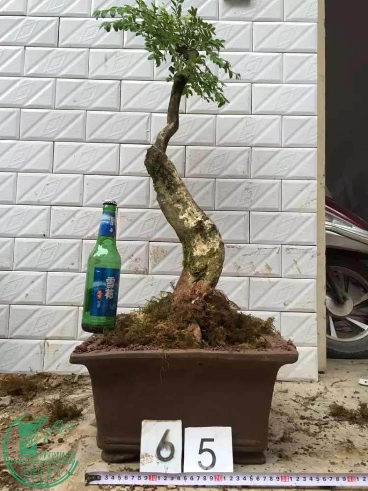 65.jpg