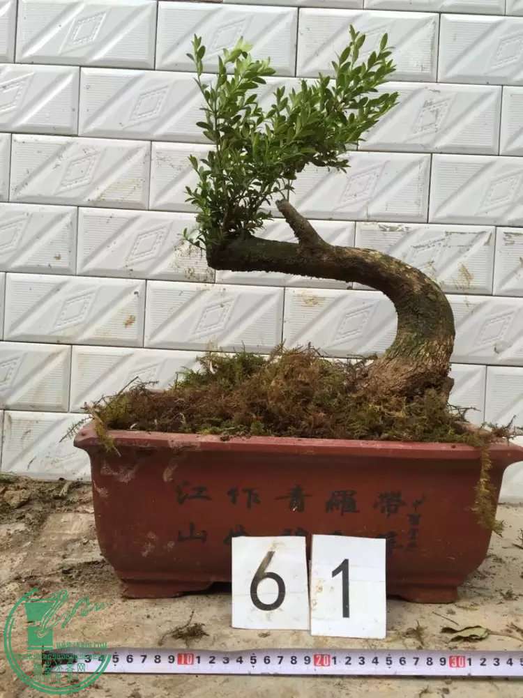 61.jpg