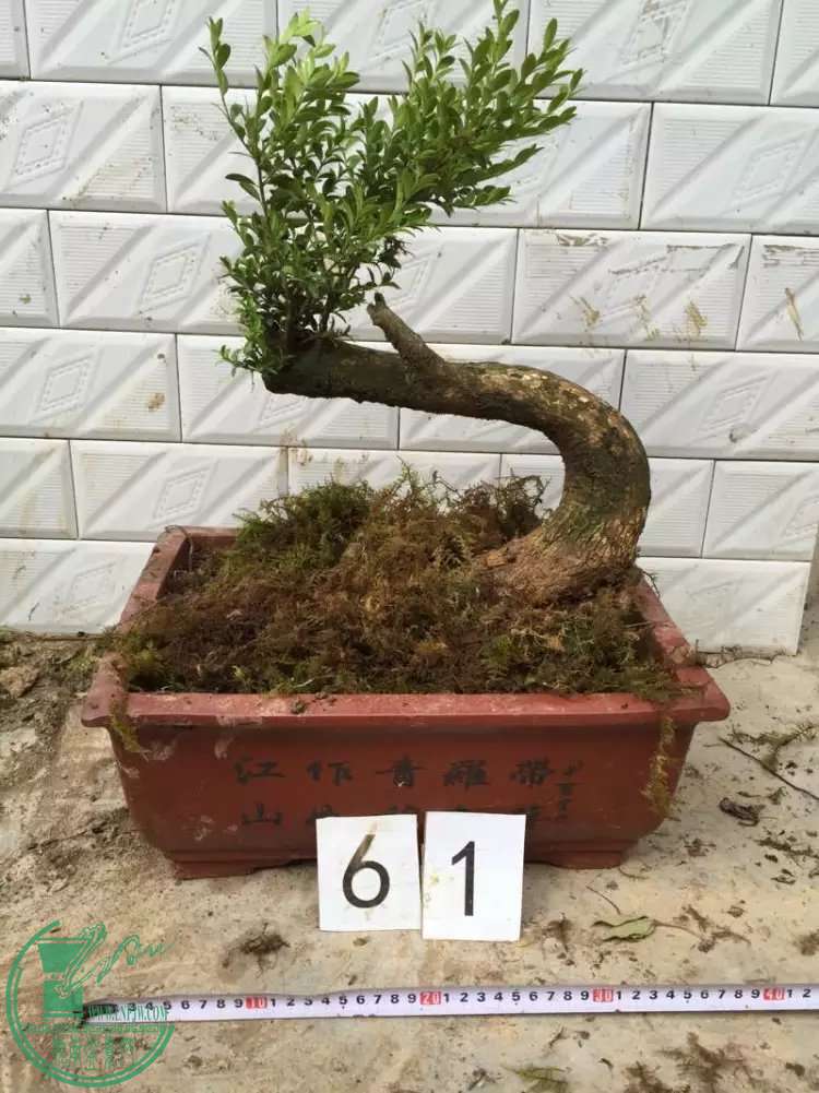 61w.jpg