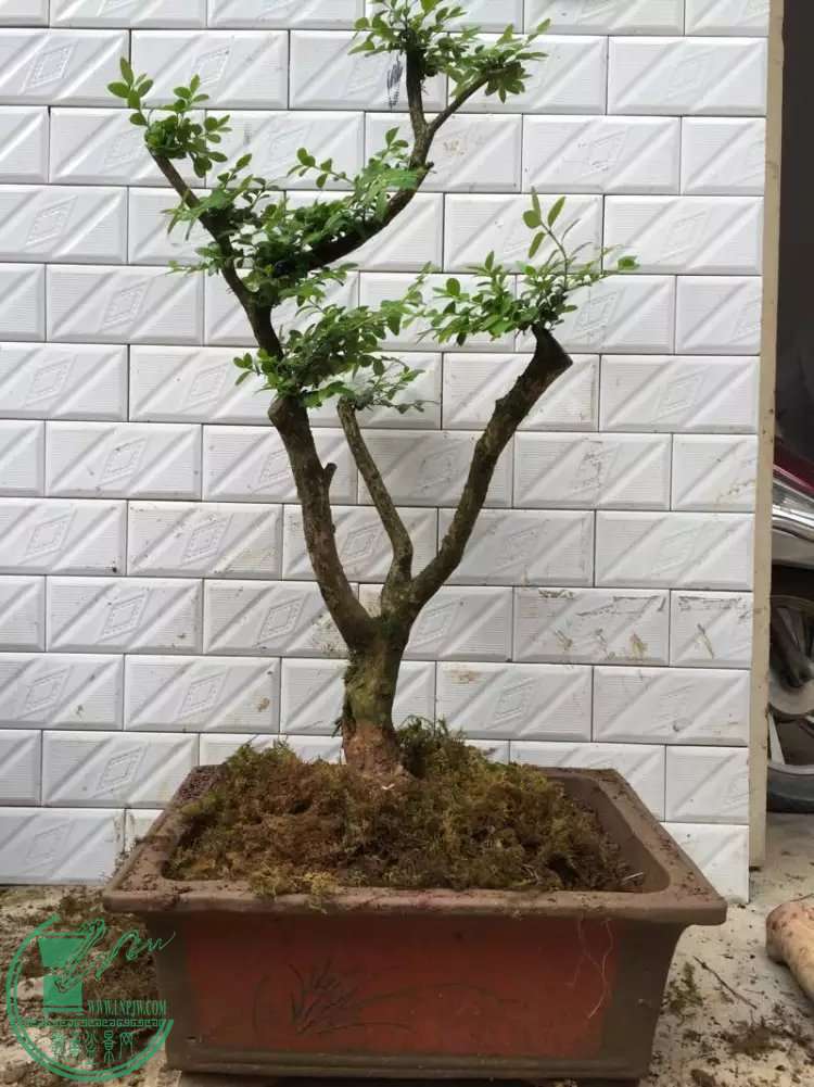 70g.jpg