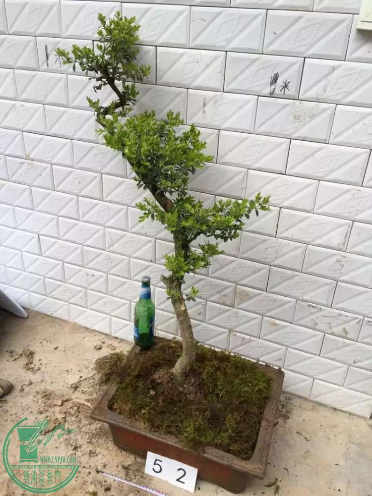 52f.jpg