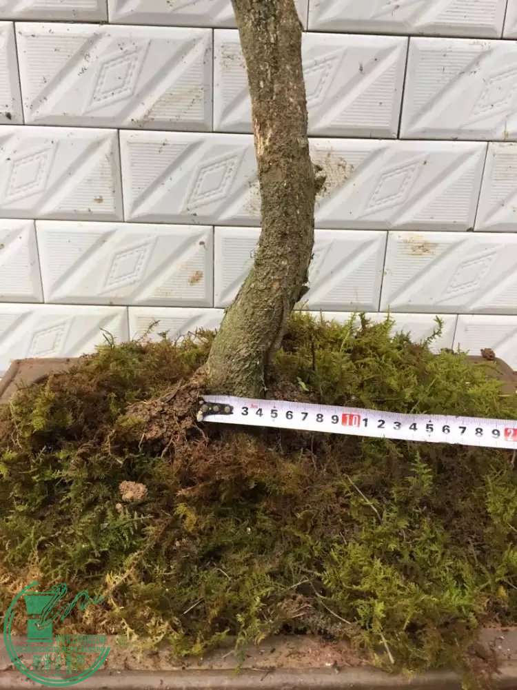 52h.jpg