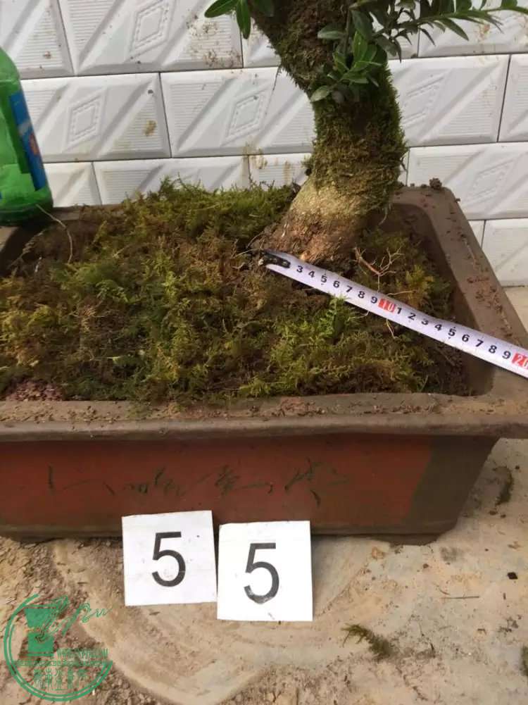 55g.jpg