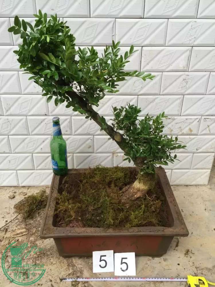 55f.jpg