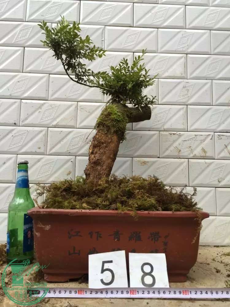58.jpg