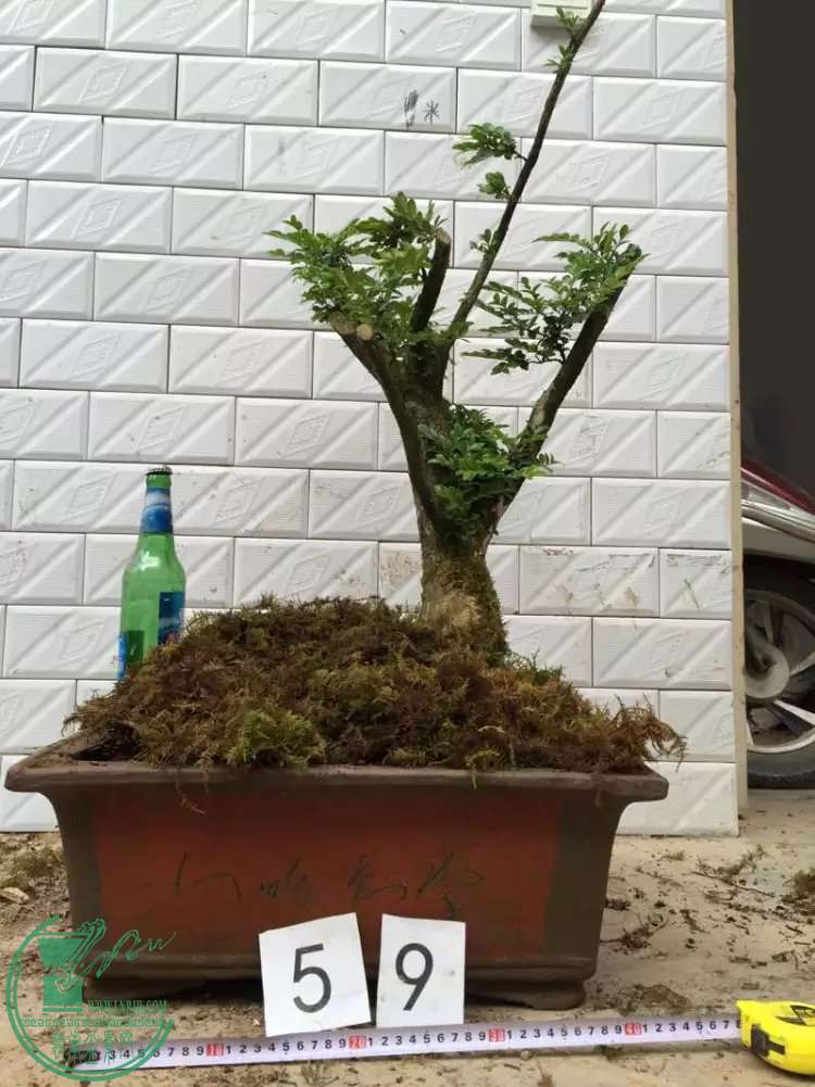59.jpg