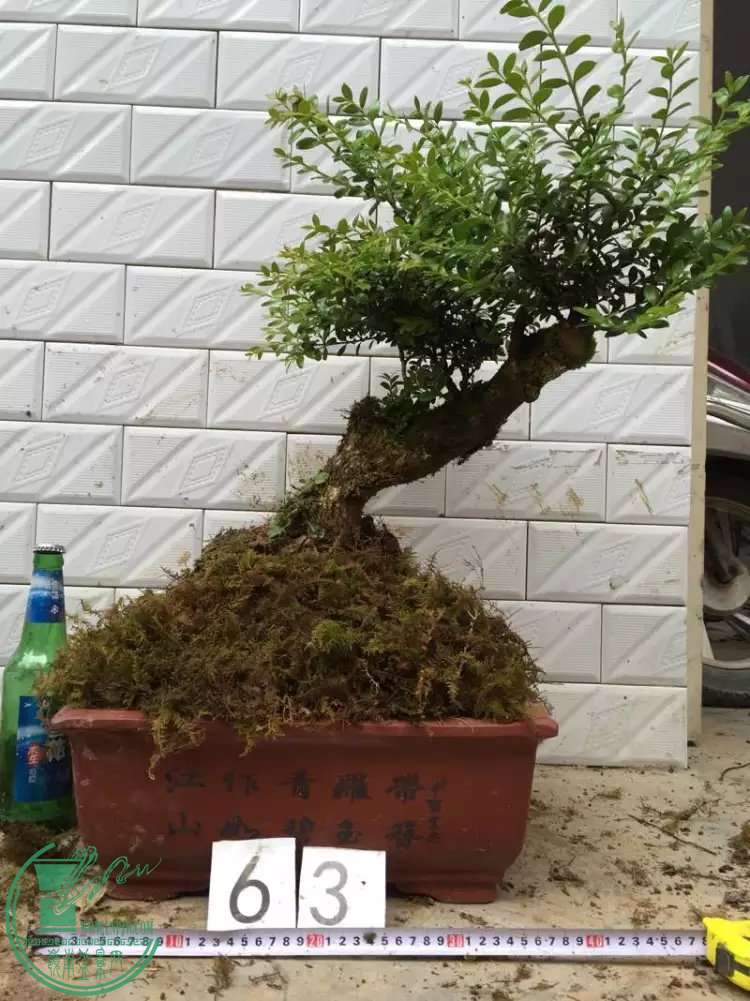 63.jpg