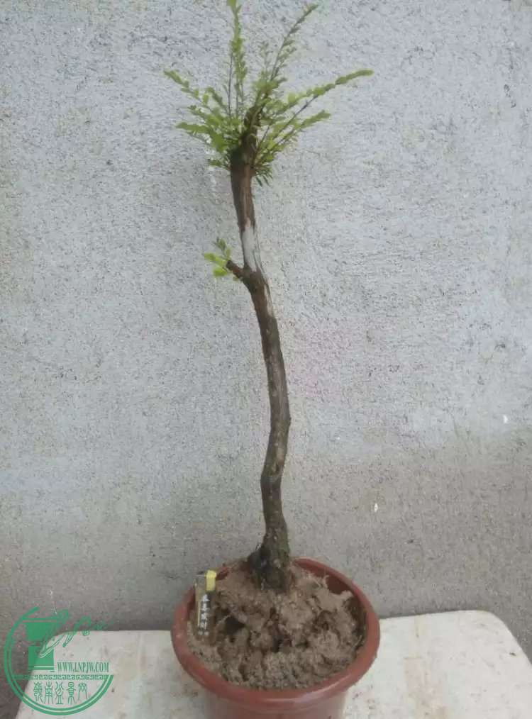psb3KO4S9BV.jpg