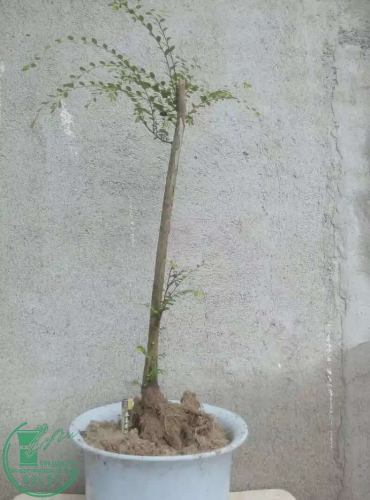 psbN2EIEHCN.jpg