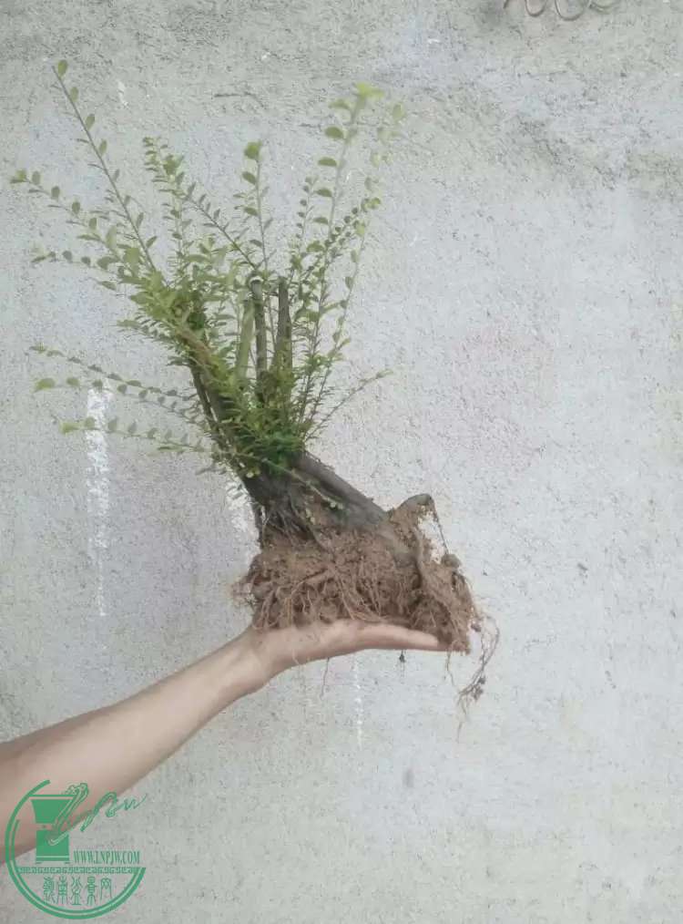 psbQ9ZXOD18.jpg