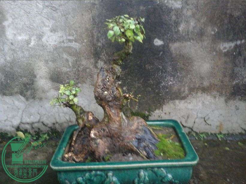 ԭַ