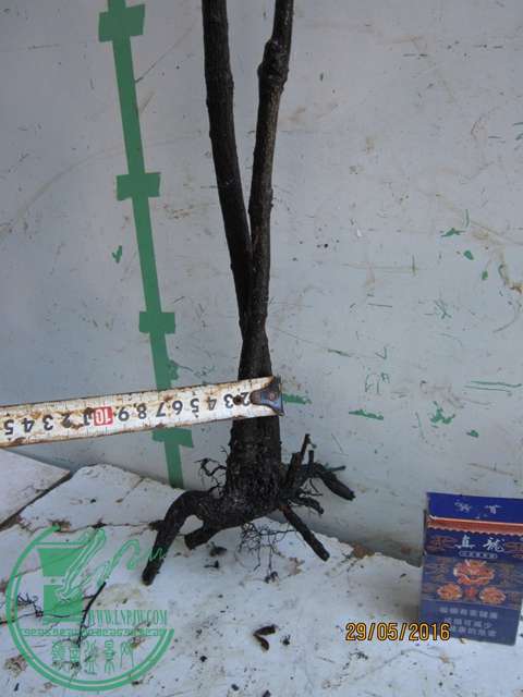 IMG_0070.JPG