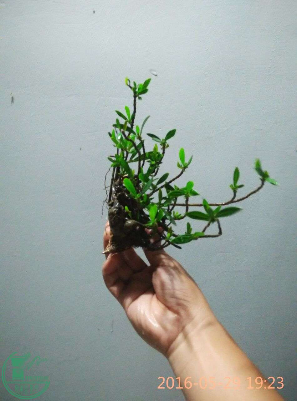 QQͼƬ20160529214944.jpg