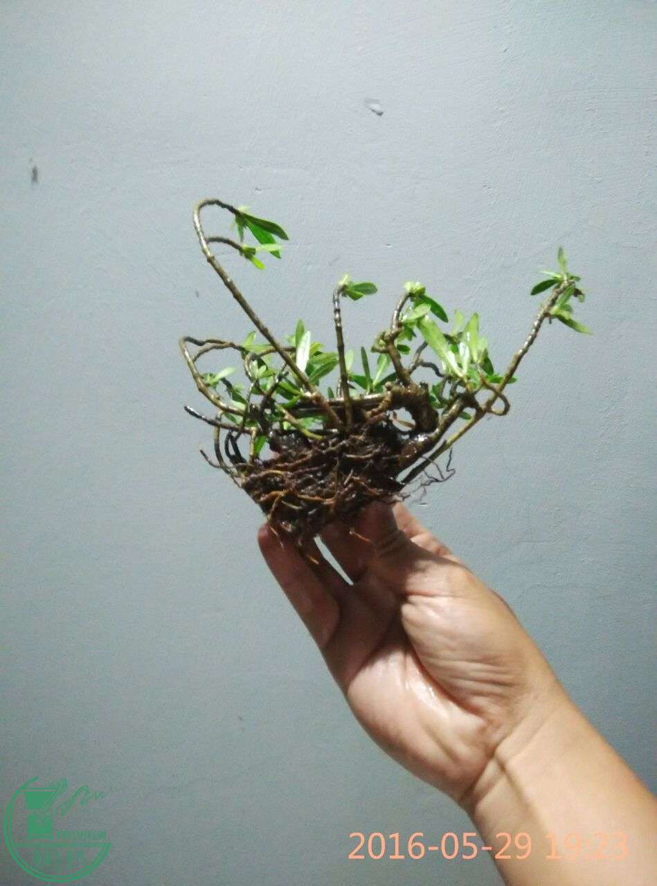 QQͼƬ20160529214950.jpg
