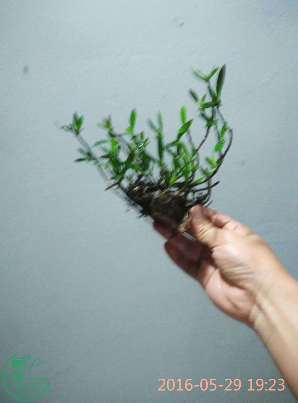 QQͼƬ20160529214957.jpg