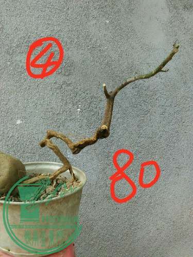 -2dfff867c09cd43b.jpg
