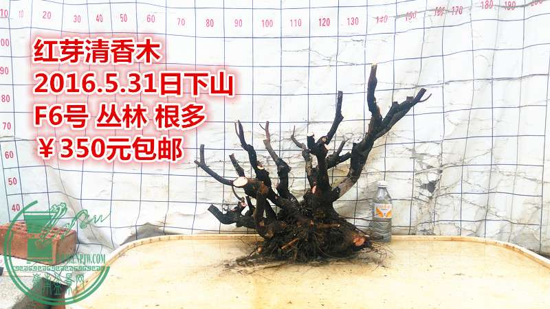 IMG_20160531_140943_.jpg