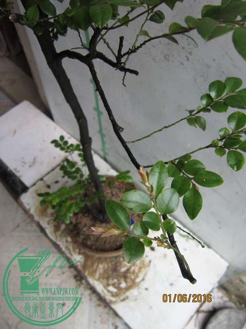 IMG_0042.JPG