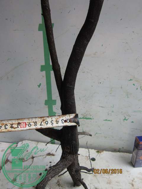 IMG_0041.JPG