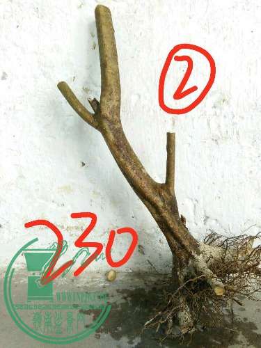 4c101682d44cd72c.jpg