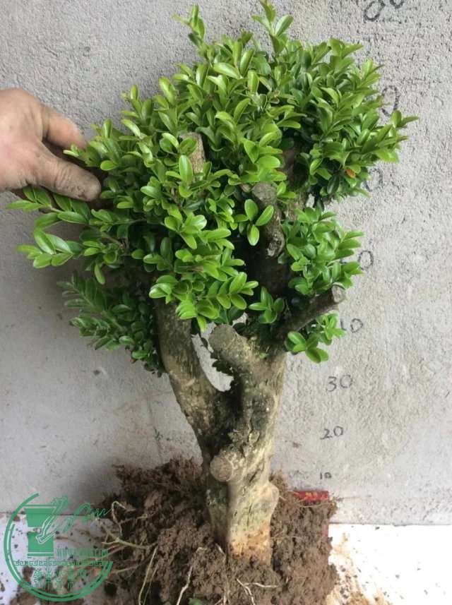 psb (3).jpg