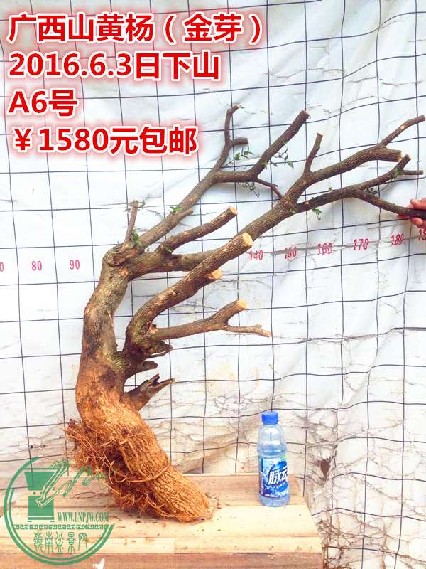QQͼƬ20160603205524_.jpg
