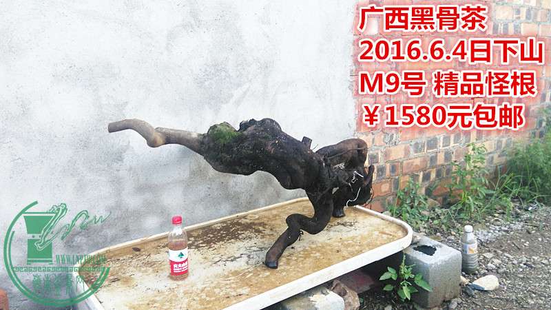 IMG_20160604_181453_.jpg