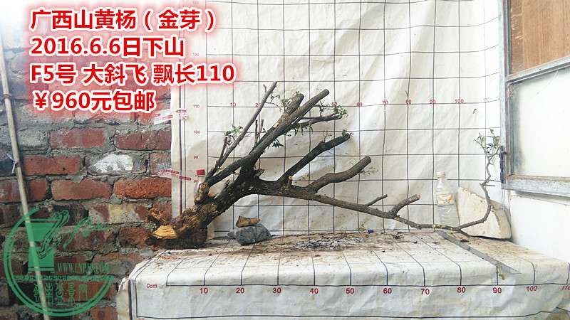 IMG_20160606_184833_.jpg