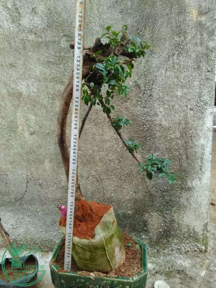 4.8.jpg