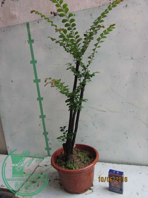 IMG_0004.JPG