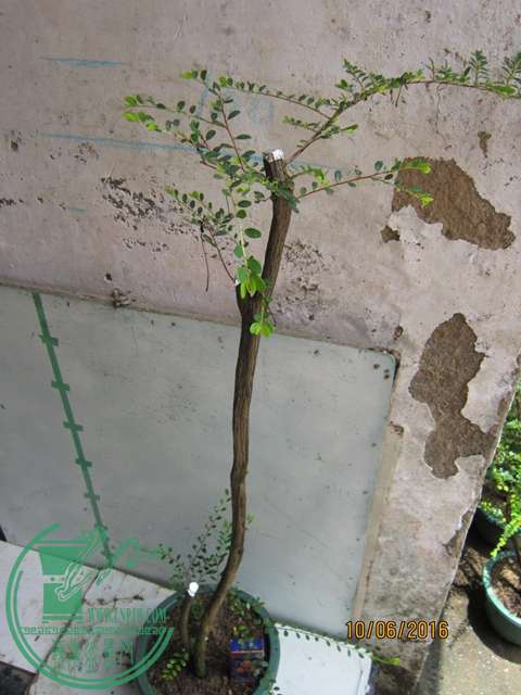 IMG_0026.JPG