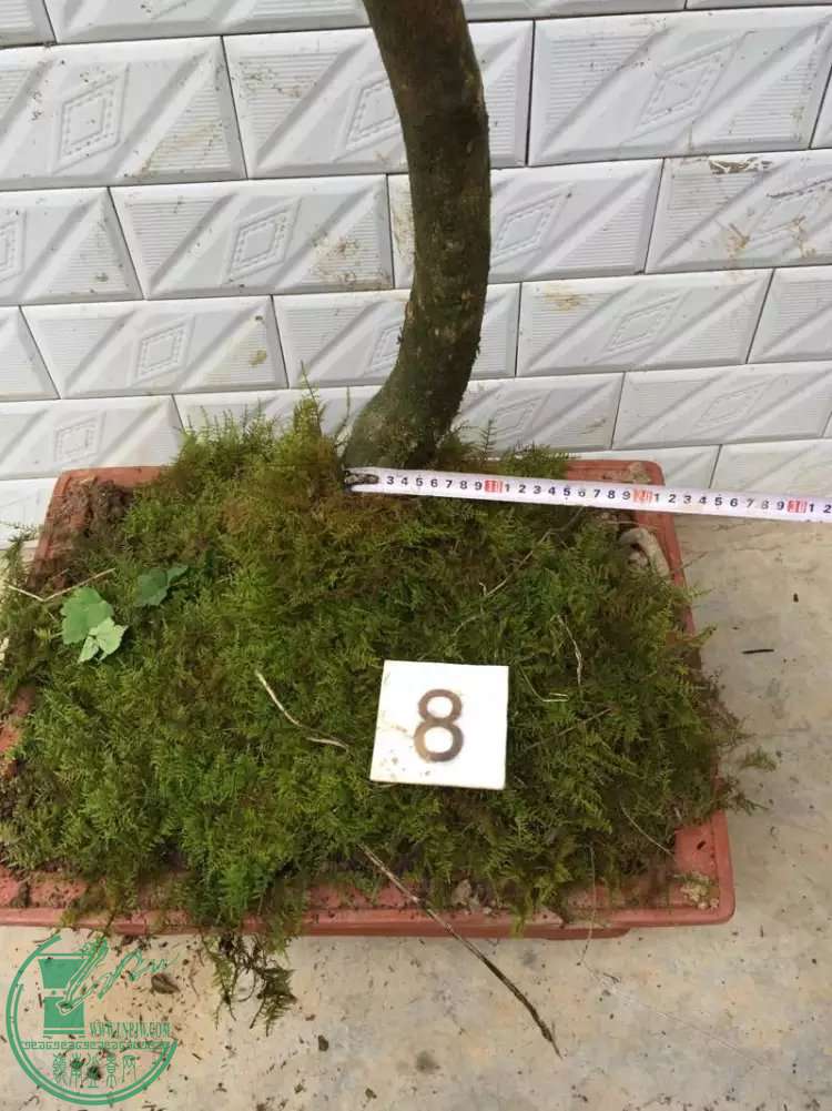 8q.jpg