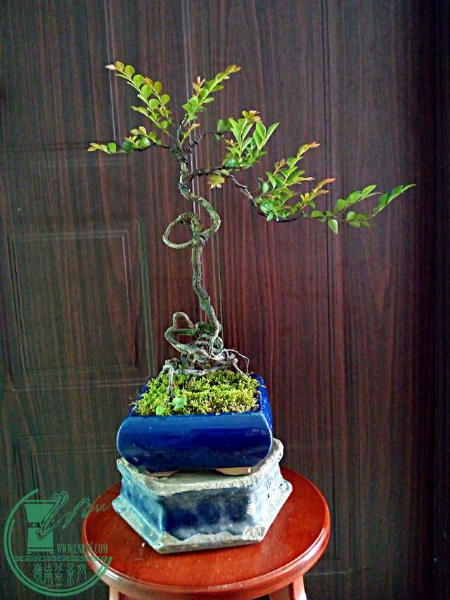mmexport1465715733923.jpg