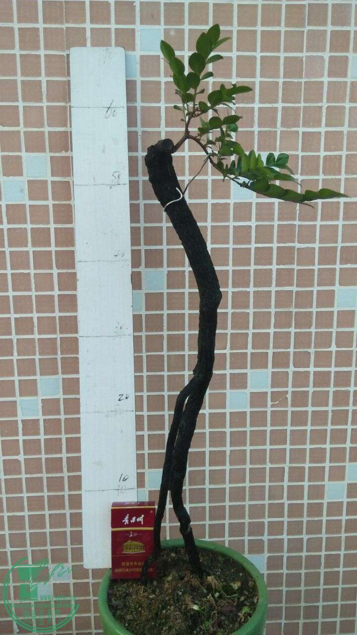 QQͼƬ20160617203906.jpg