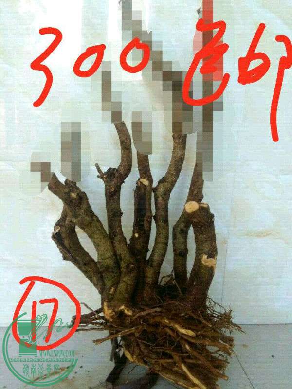 6c12af00a321daeb.jpg