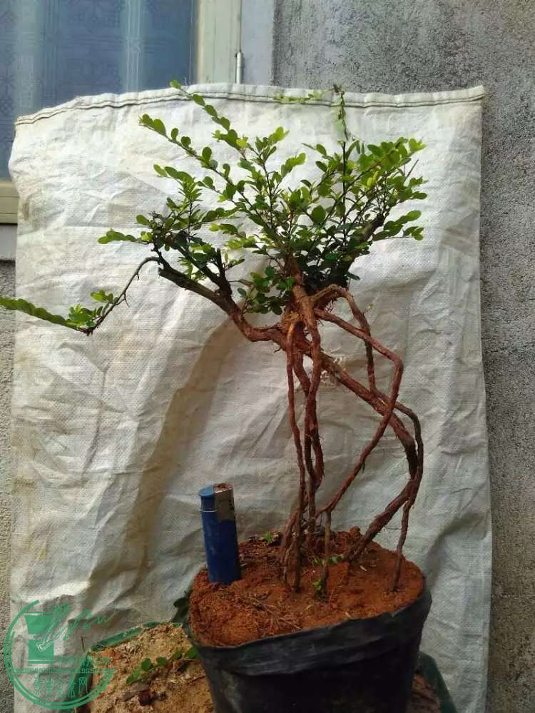 1150